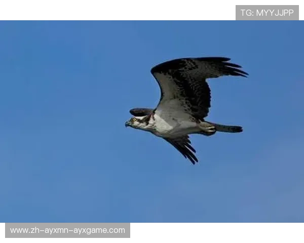 飞鹰翱翔赤狼隐匿：亚平宁绿茵传奇生物谱系探索